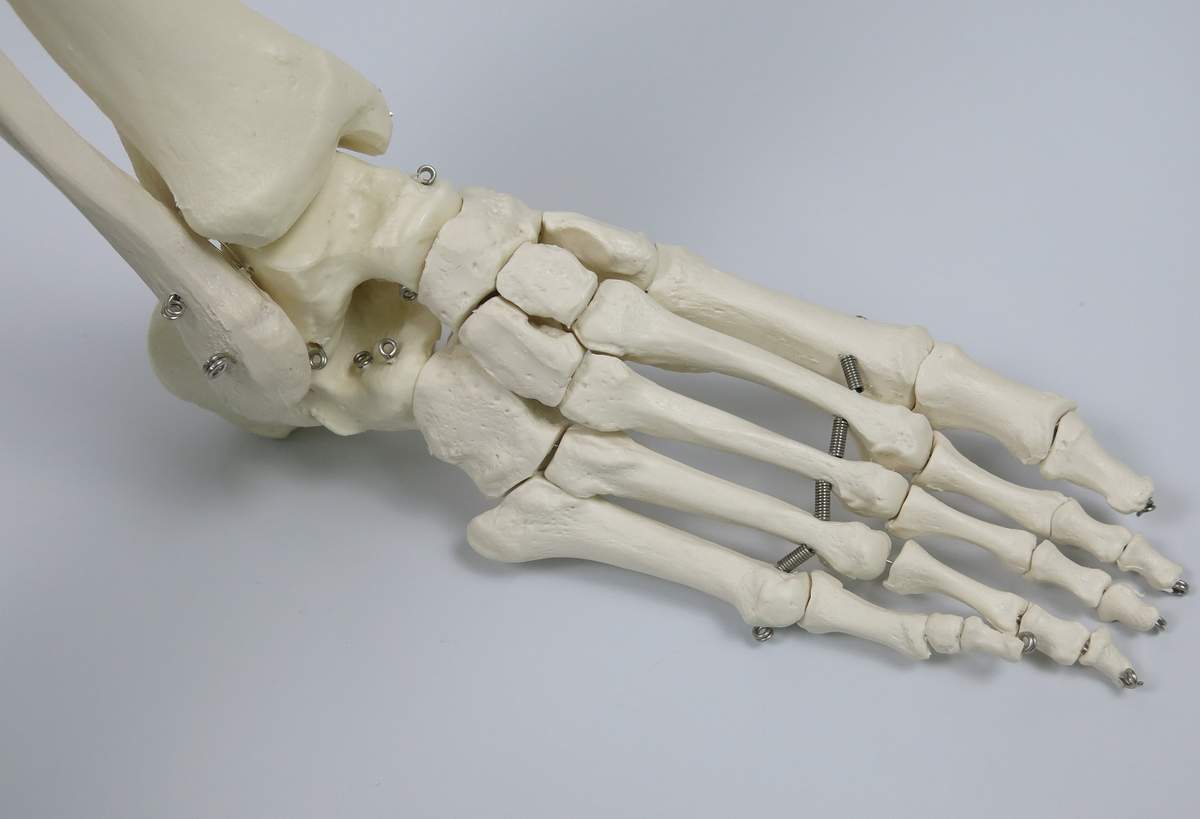 骨格モデル(標準型) 人体模型 11-2005-00 日本スリービー・サイエン