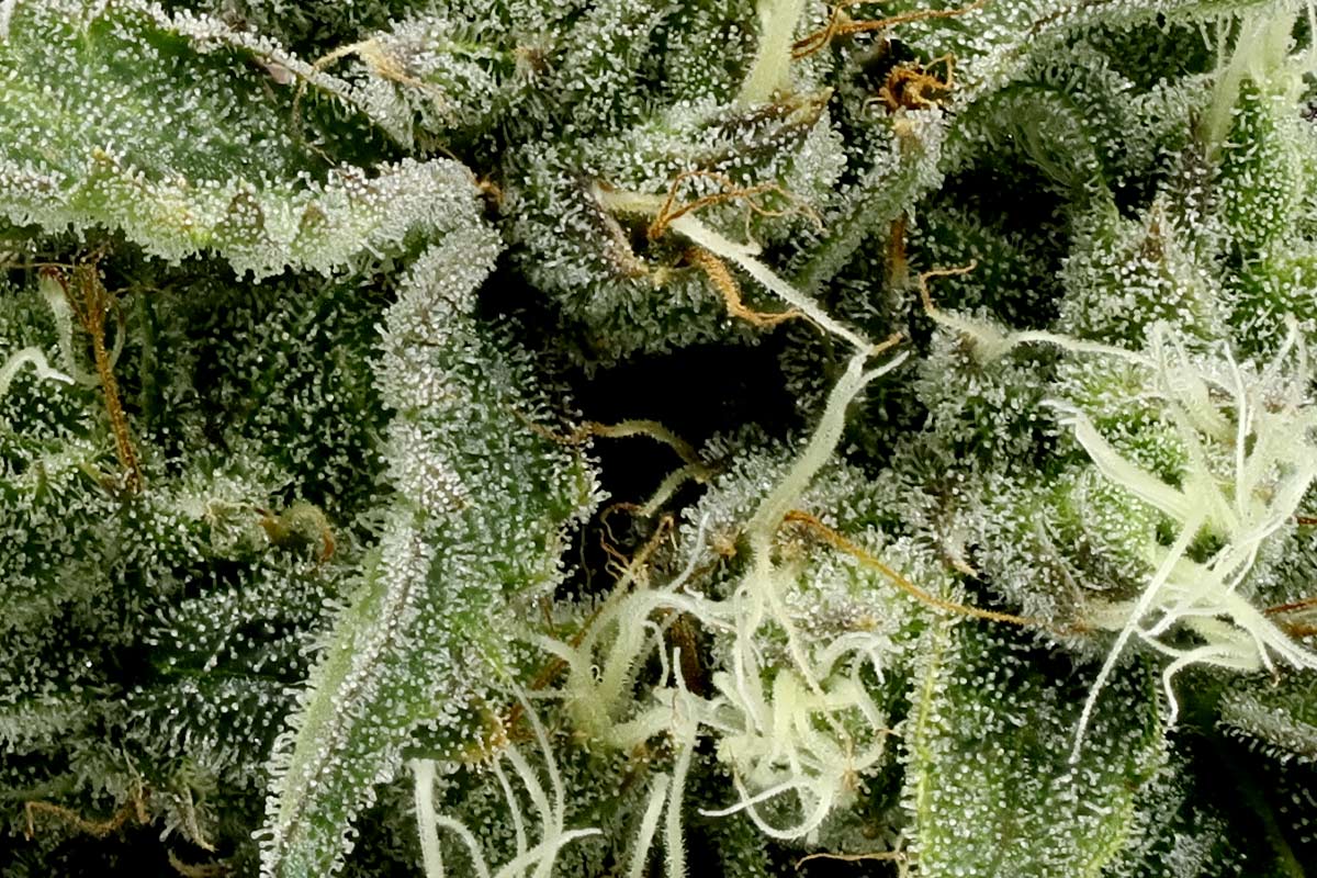 710-Starburst36-1_Macro-1.jpg?