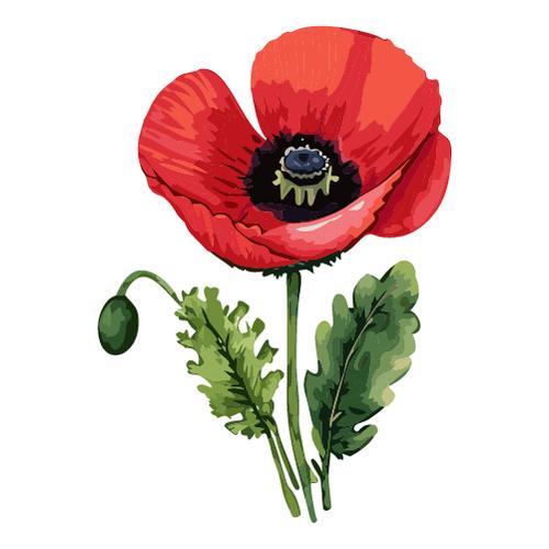 水彩で描かれたポピーの花のイラスト 無料素材 | イラストダウンロード