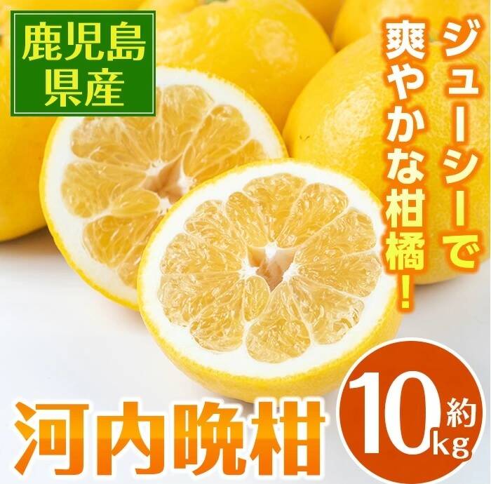 口に広がるジューシーな酸味と甘みが自慢の河内晩柑 約10K サイズ