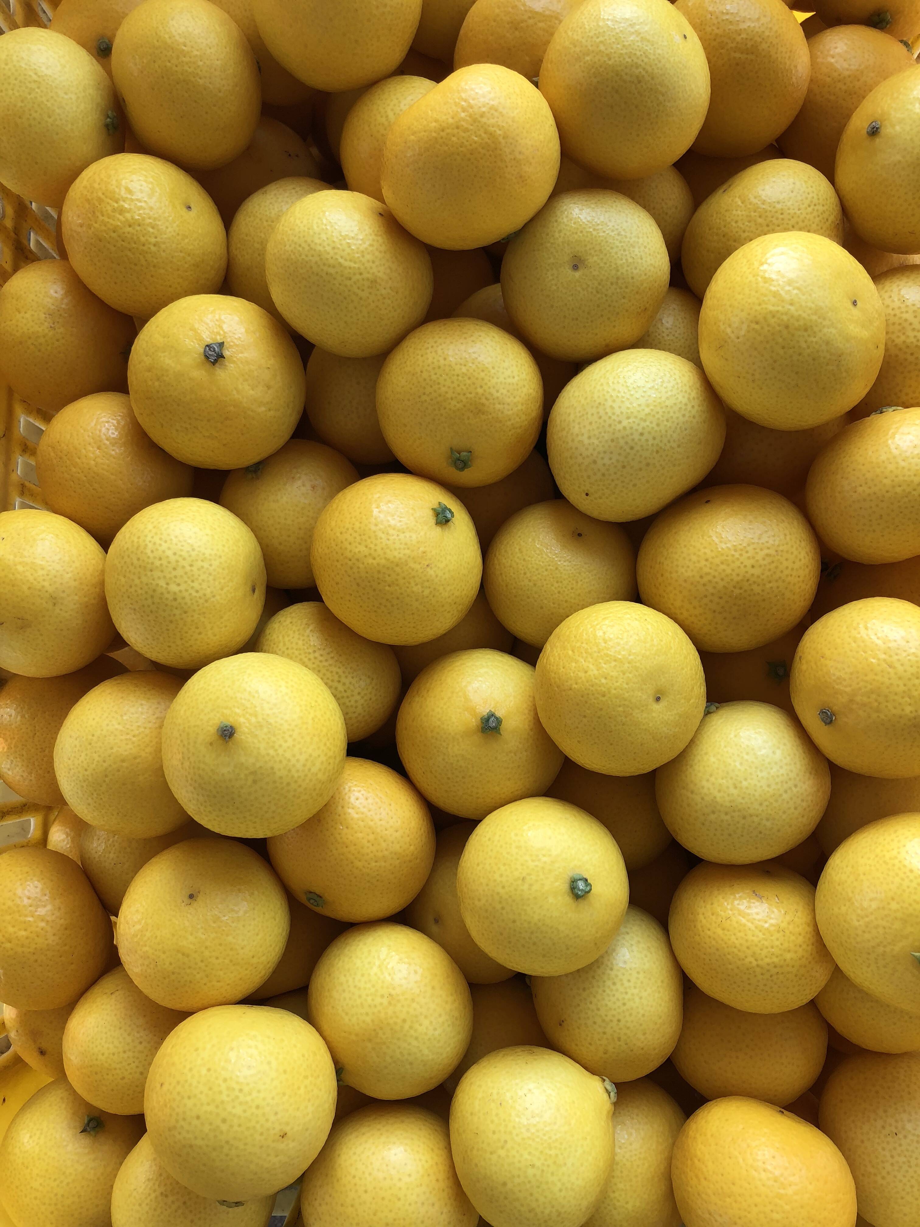 2026ねん【希少】湘南ゴールド（露地栽培)2S 2kg (直径4～4.5cm)【幻の