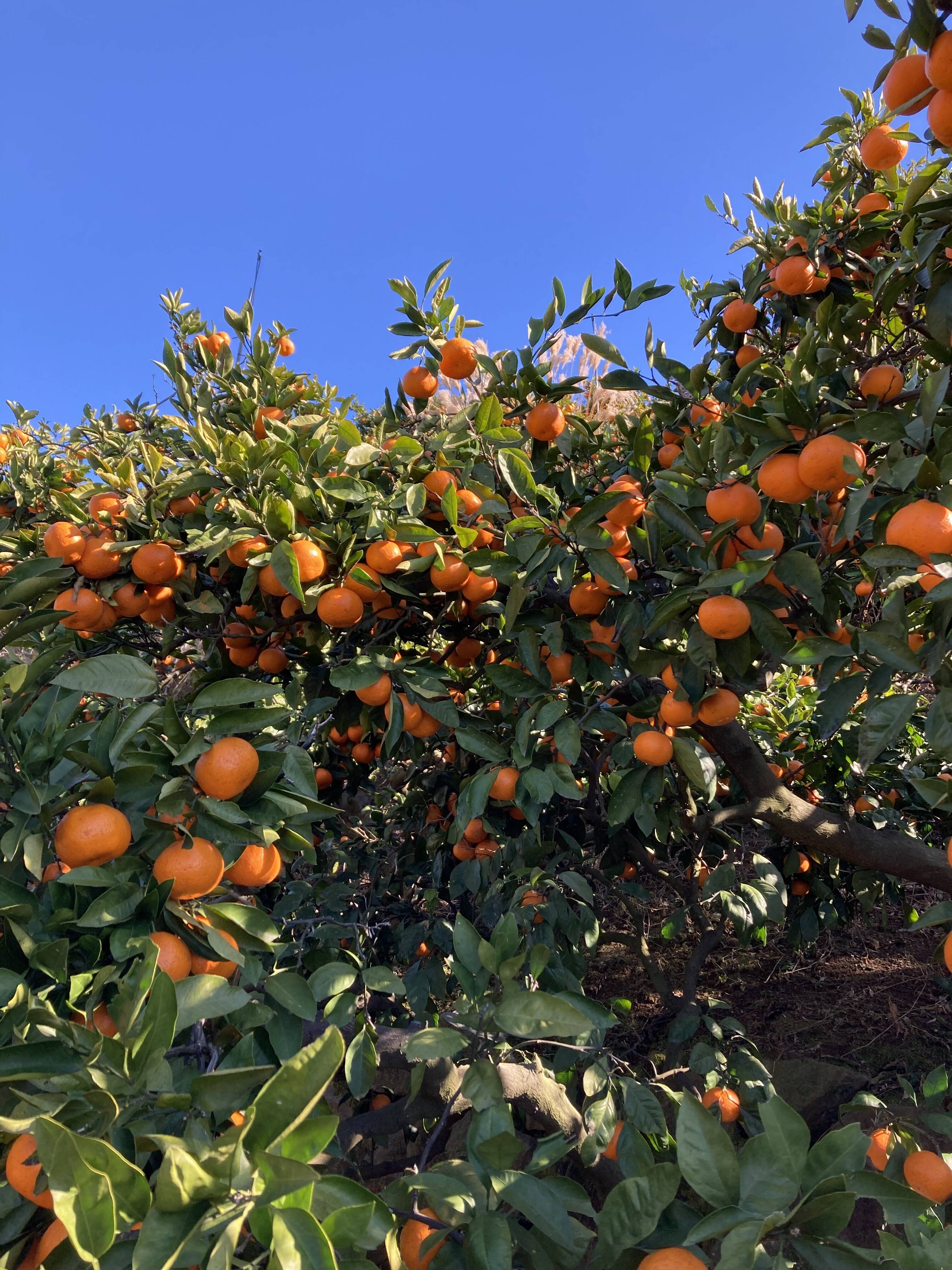 ウサキチさま専用出品 田口早生 3年生 ウサキチさま専用出品 田口早生