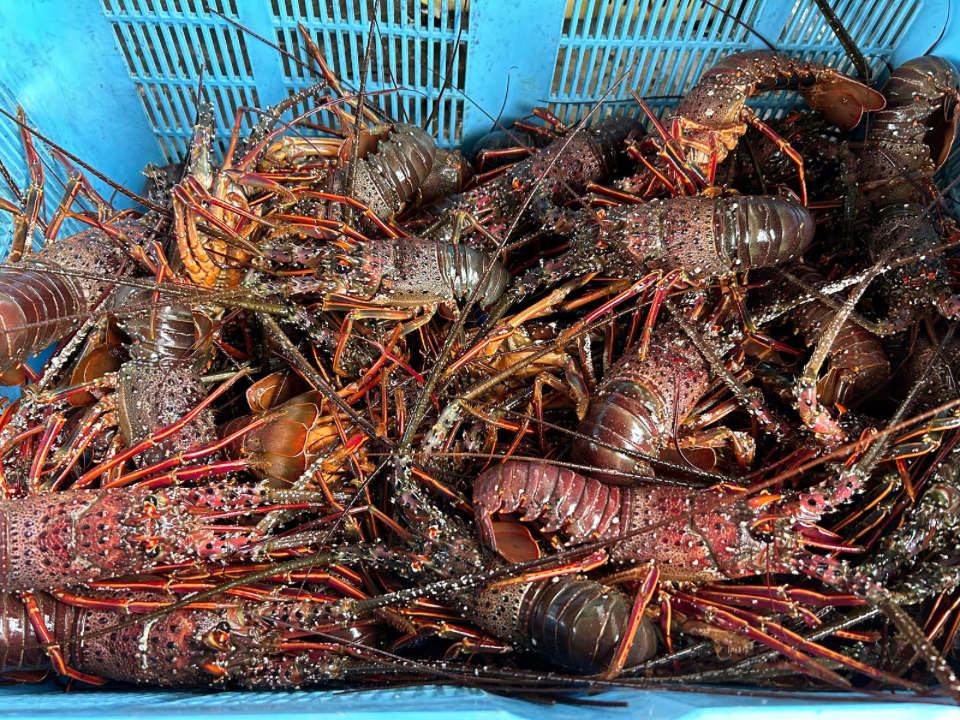 五島列島産 伊勢海老 1kg：長崎県産の伊勢エビ｜食べチョク｜産地直送