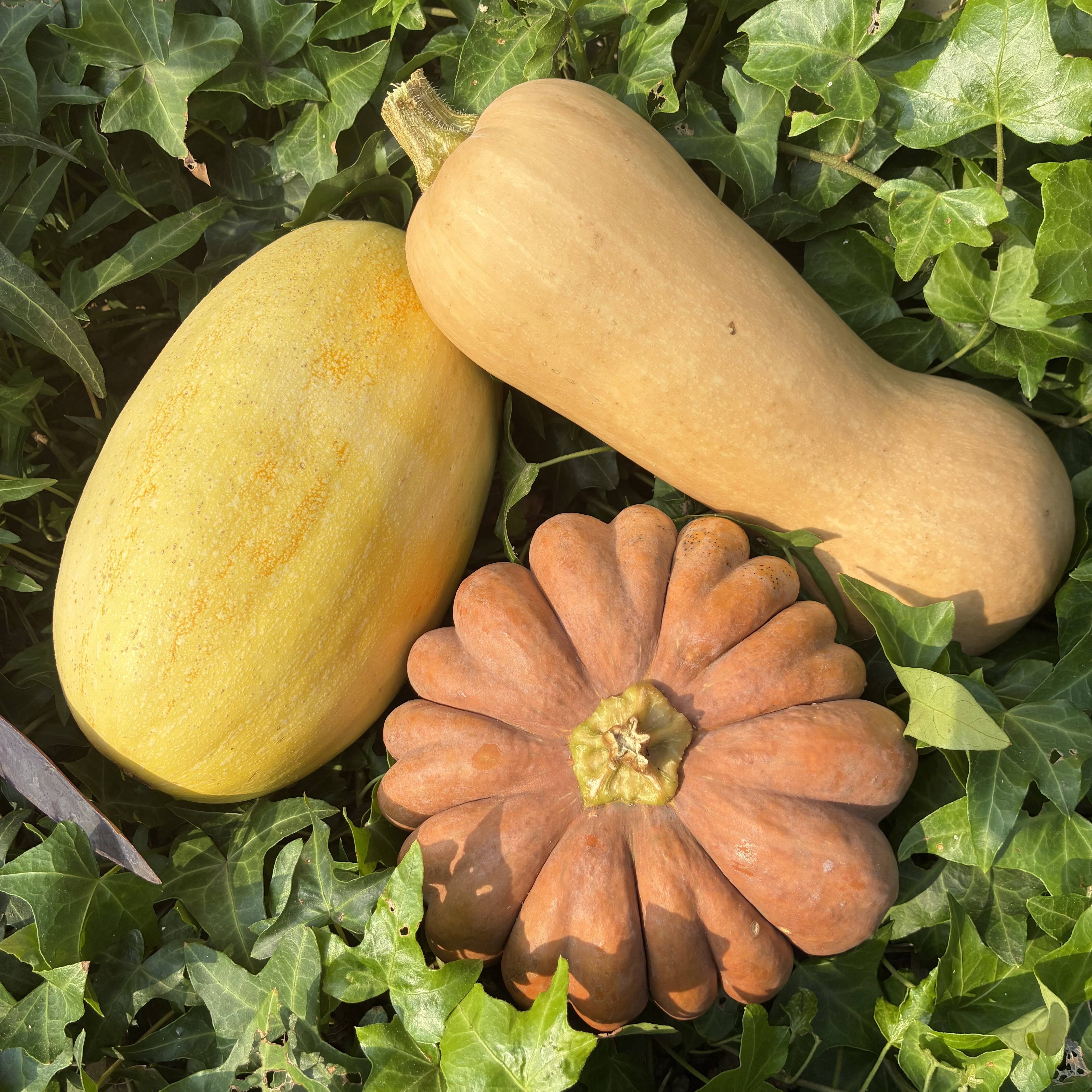 見た目も楽しめる！かぼちゃ詰め合わせセット3種＊固定種＊4.8kg：茨城