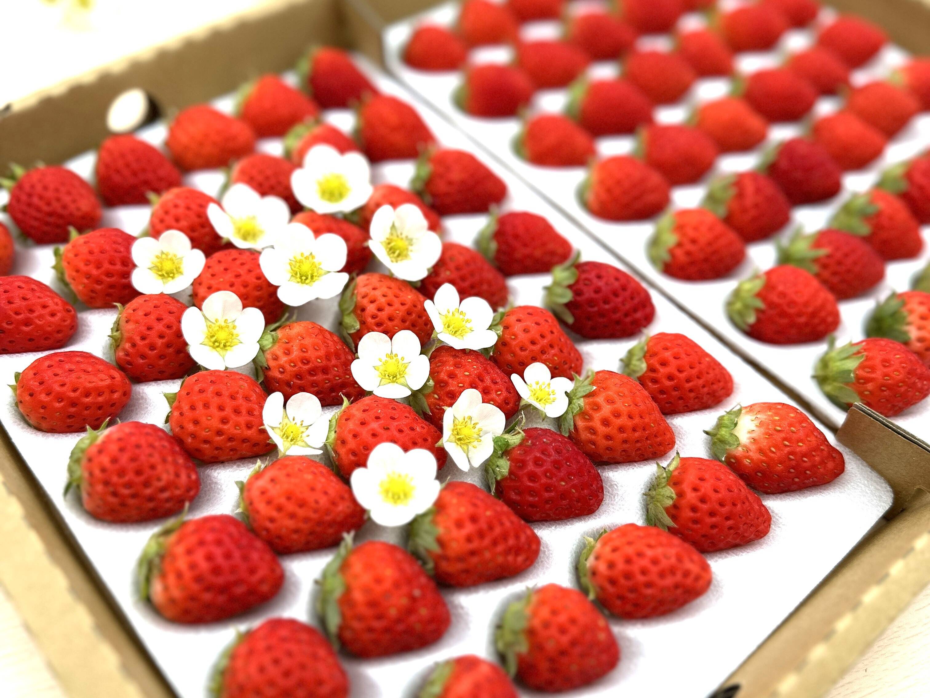 子どもが喜ぶ夏イチゴ☆農園おすすめの超小粒☆(2026年 夏秋お届け