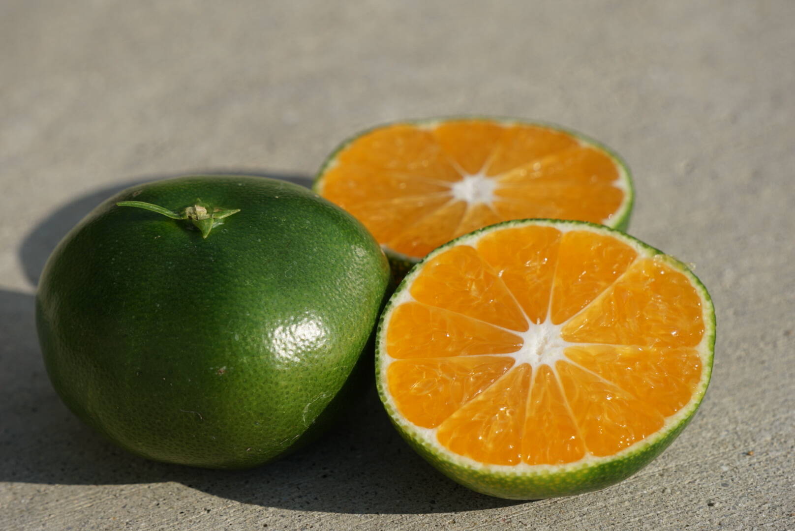 極早生 みかん 収穫予定〜♪ お試し！ 2kg！：愛媛県産のみかん