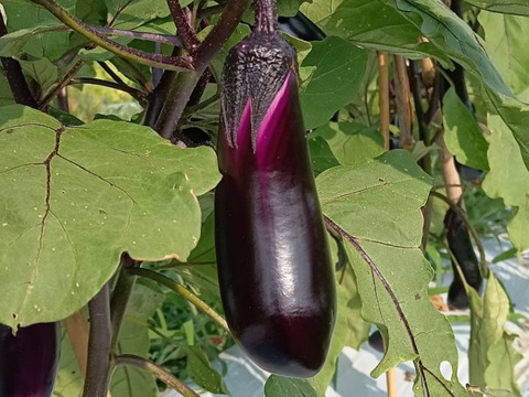 自然栽培なす 焼き茄子、正直とろけます！【予約販売開始 数量限定