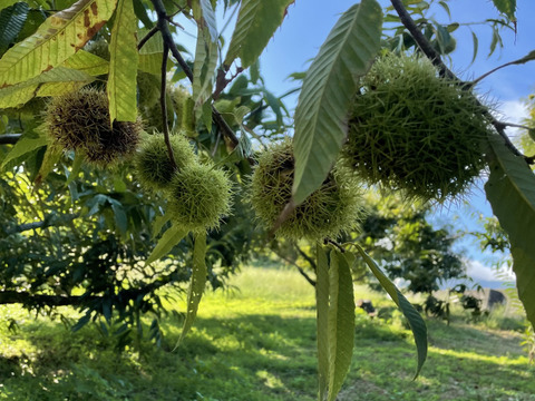 大粒 生栗 みとよの栗 品種混合 4Lサイズ 1kg：香川県産の筑波