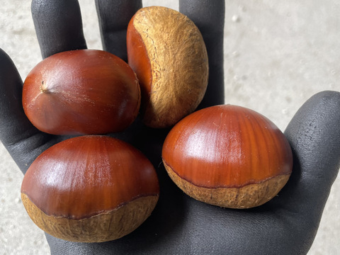 大粒 生栗 みとよの栗 品種混合 4Lサイズ 1kg：香川県産の筑波