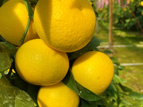 希少フルーツ】【2026年産】熟成・湘南ゴールド（L・Mサイズ）3kg