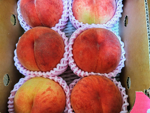 早期予約価格】🍑桃の王様 川中島白桃 1.5kg 5玉前後 8月下旬 採れたて