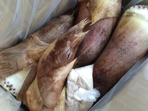 2kg）正真正銘の木津川市山城町産筍！朝堀りたけのこ！※予約販売