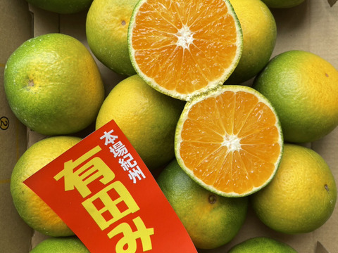 予約受付開始】2025年みかんシーズン到来！希少品種「YN26」の極早生