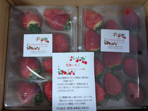 2024年全国いちご選手権入賞いちご！希少品種 四つ星級【よつぼし