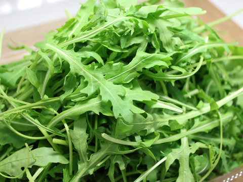 風味豊か！有機ルッコラセルバチカ 【2パック・200g】：茨城県産の