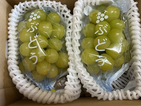 2026年 予約受付中～「ぶどうグランプリ2025」金賞受賞 果汁たっぷり