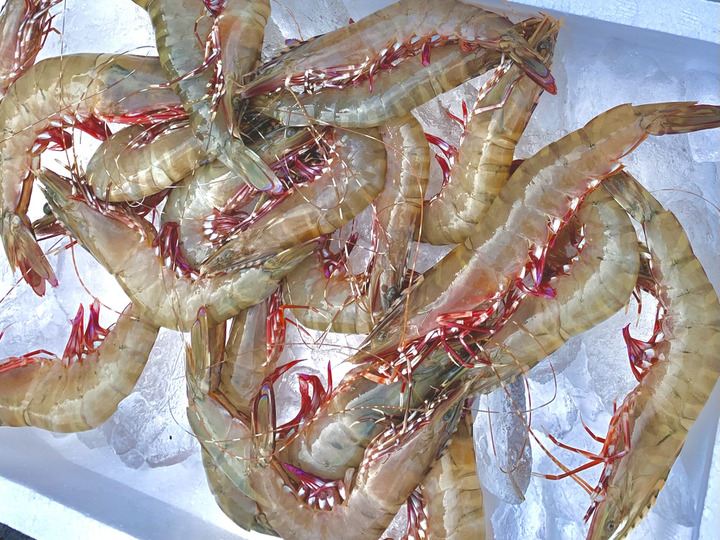 漁師直送】足赤海老(クマエビ)色々サイズ《500g=250g×2パック》小分け