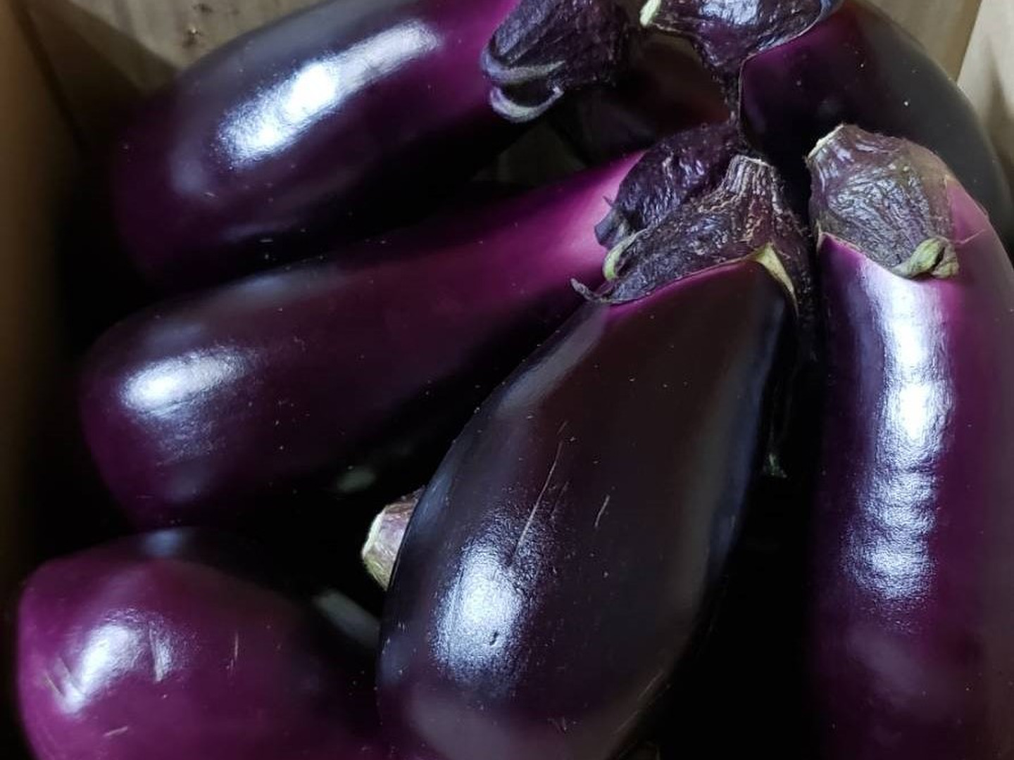 高知なす♪ 1kg：高知県産のその他ナス｜食べチョク｜産地直送(産直)お