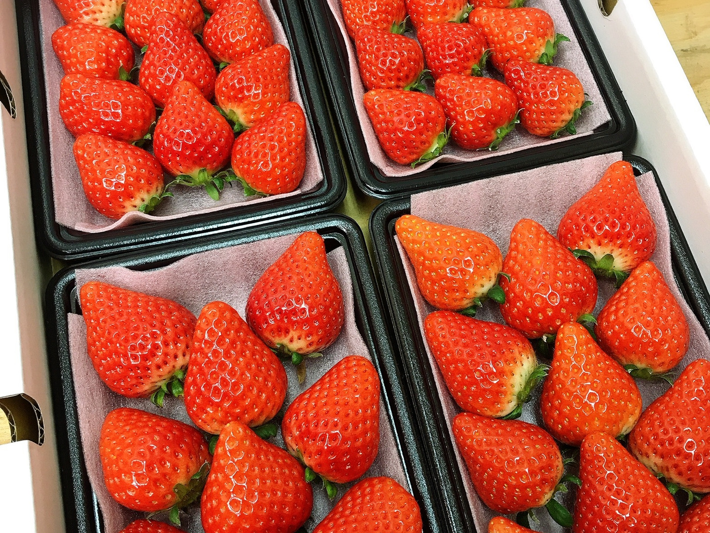 瀬戸内・大三島産しまなみいちご。（280g×4パック） 【ギフト】（熨斗