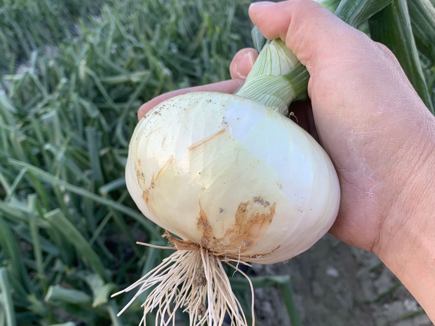 新玉ねぎ5kg🅱️🧅淡路島極熟玉葱 今が旬‼️ 特別栽培農産物