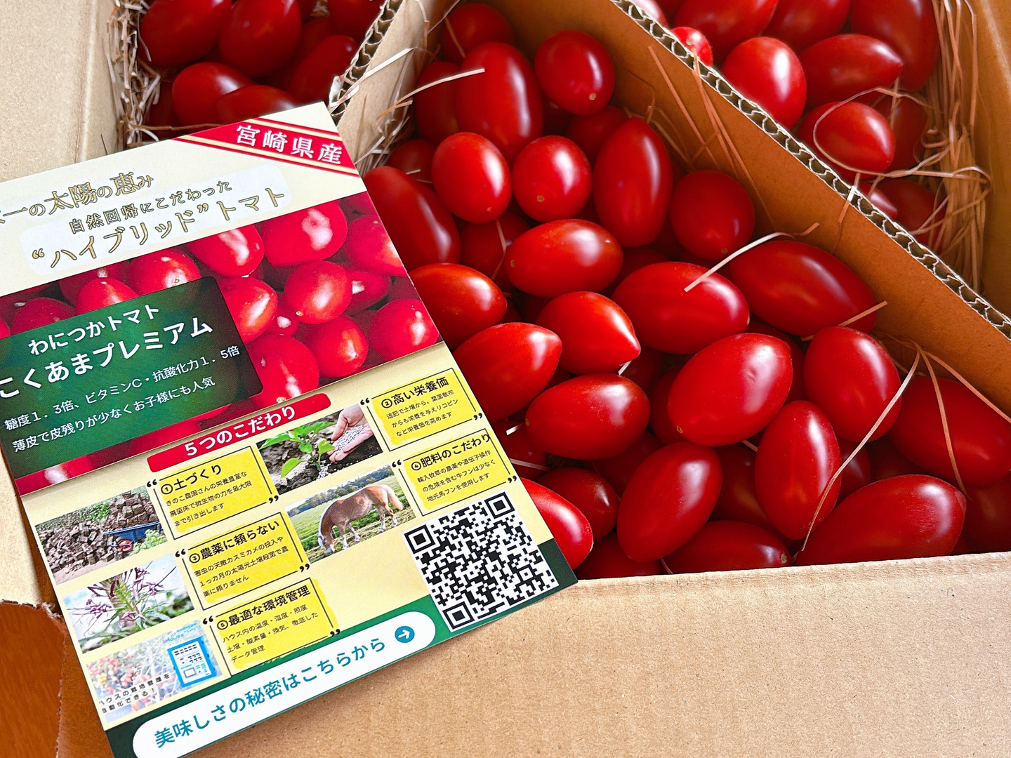 これがトマト？！』フルーツミニトマト （1．2kg）はじける