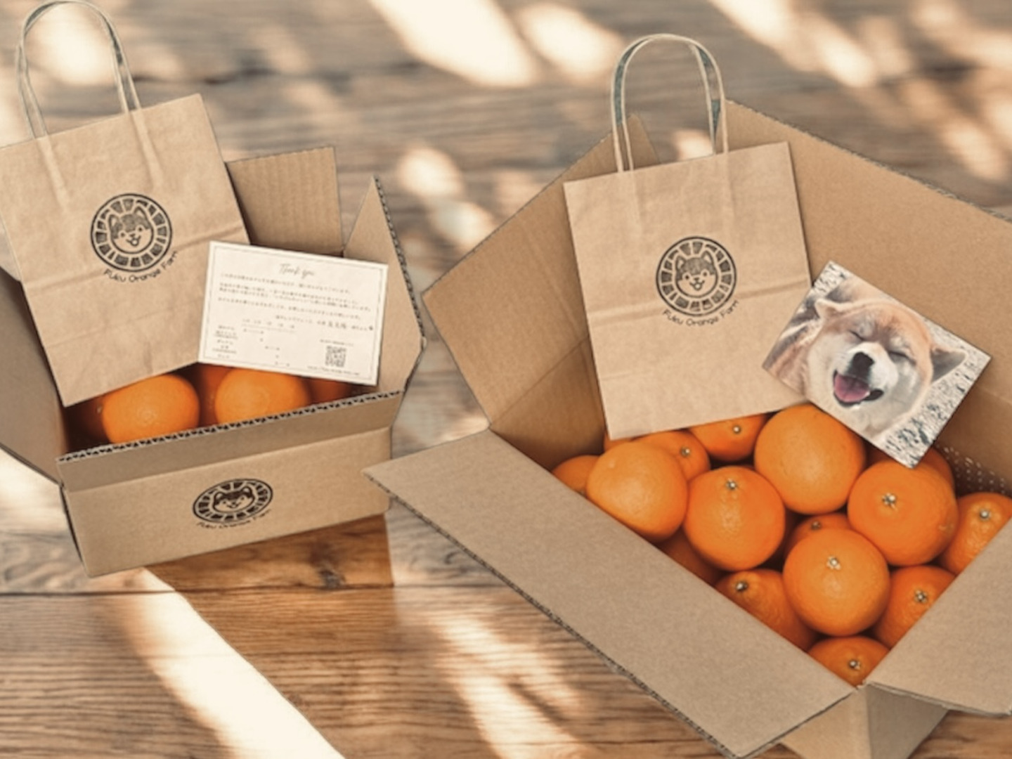 濃厚な味と香り＆種あり】今津ぽんかん《ご家庭用 5kg》｜サイズ混合