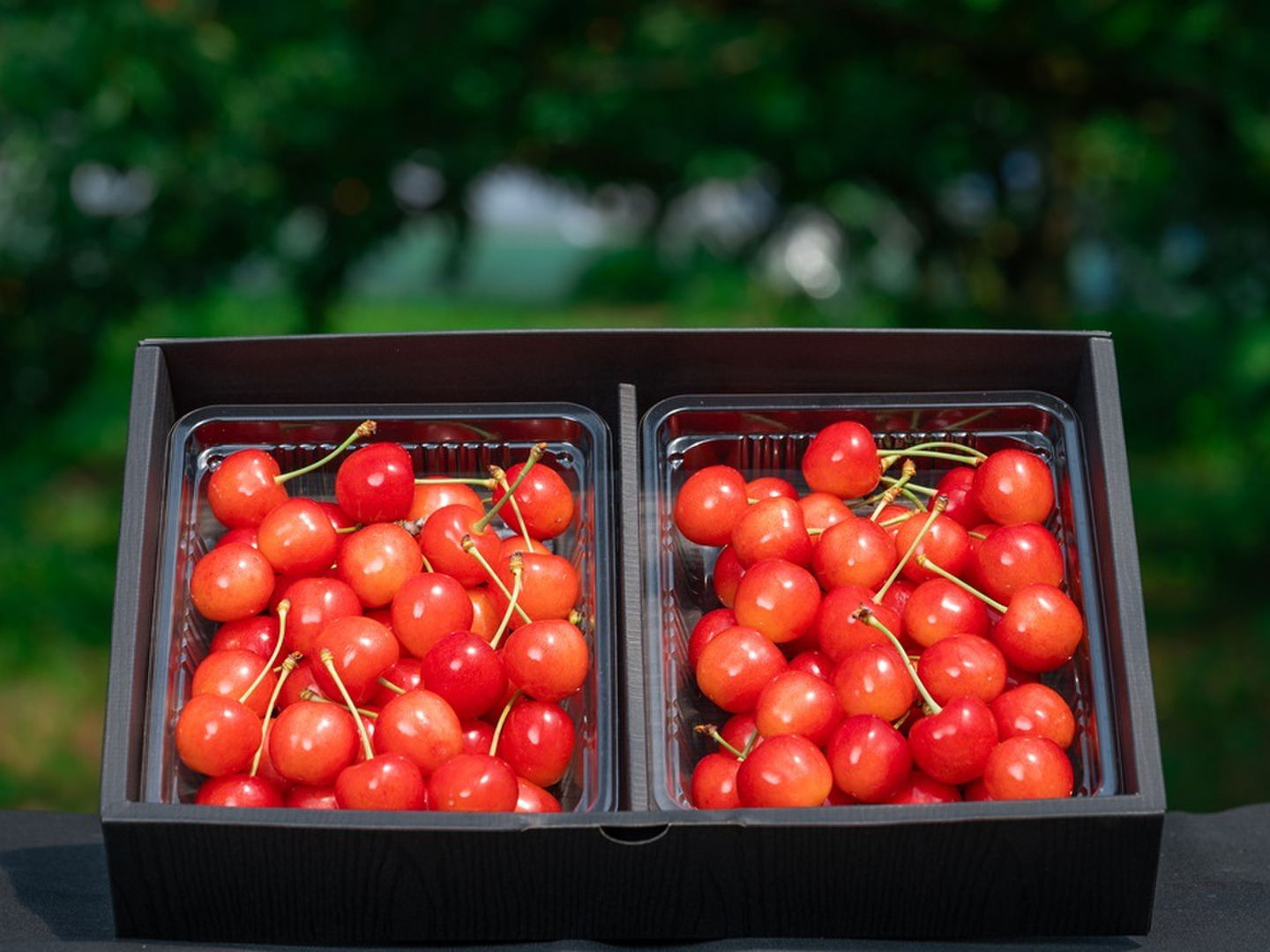 先行予約割引】【農林水産大臣賞受賞園地】 さくらんぼ 佐藤錦 秀品 L