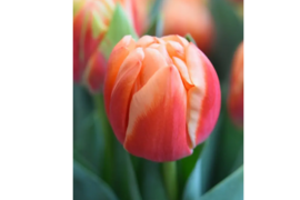 ラ・ベルエポック チューリップ5本 アンティークカラー 希少品種 画像