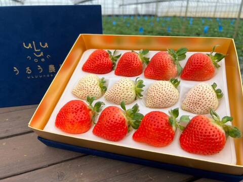 紅白いちごセット】紅白極上あまおう400g ～ベロアギフトボックス