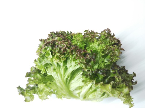 12/2～12/6発送予定】福を先取り！ふわふわレタス 9袋 週に10セットの