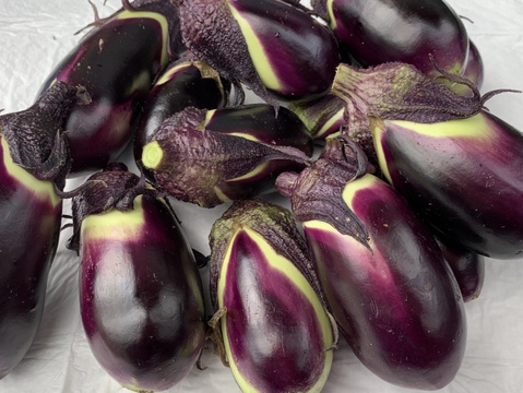 みずみずしさ抜群！薄皮で甘み多めの下田ナスを2kg：滋賀県産の下田