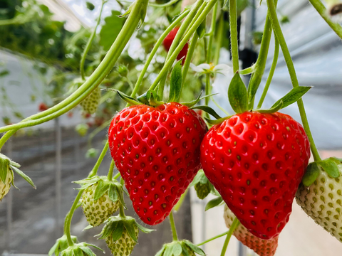 ギフト】宮城県産いちご食べ比べセット！品種ベリーポップすずorよつぼ