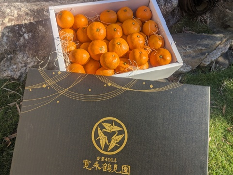 日テレ出演話題沸騰】市場にはなかなか出回らない樹上完熟ミカン🍊寛永