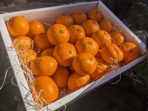日テレ出演話題沸騰】市場にはなかなか出回らない樹上完熟ミカン🍊寛永