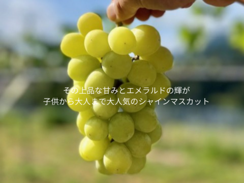 おまかせ旬ぶどうセット」 — Shine Muscat & Seasonal 2Grapes