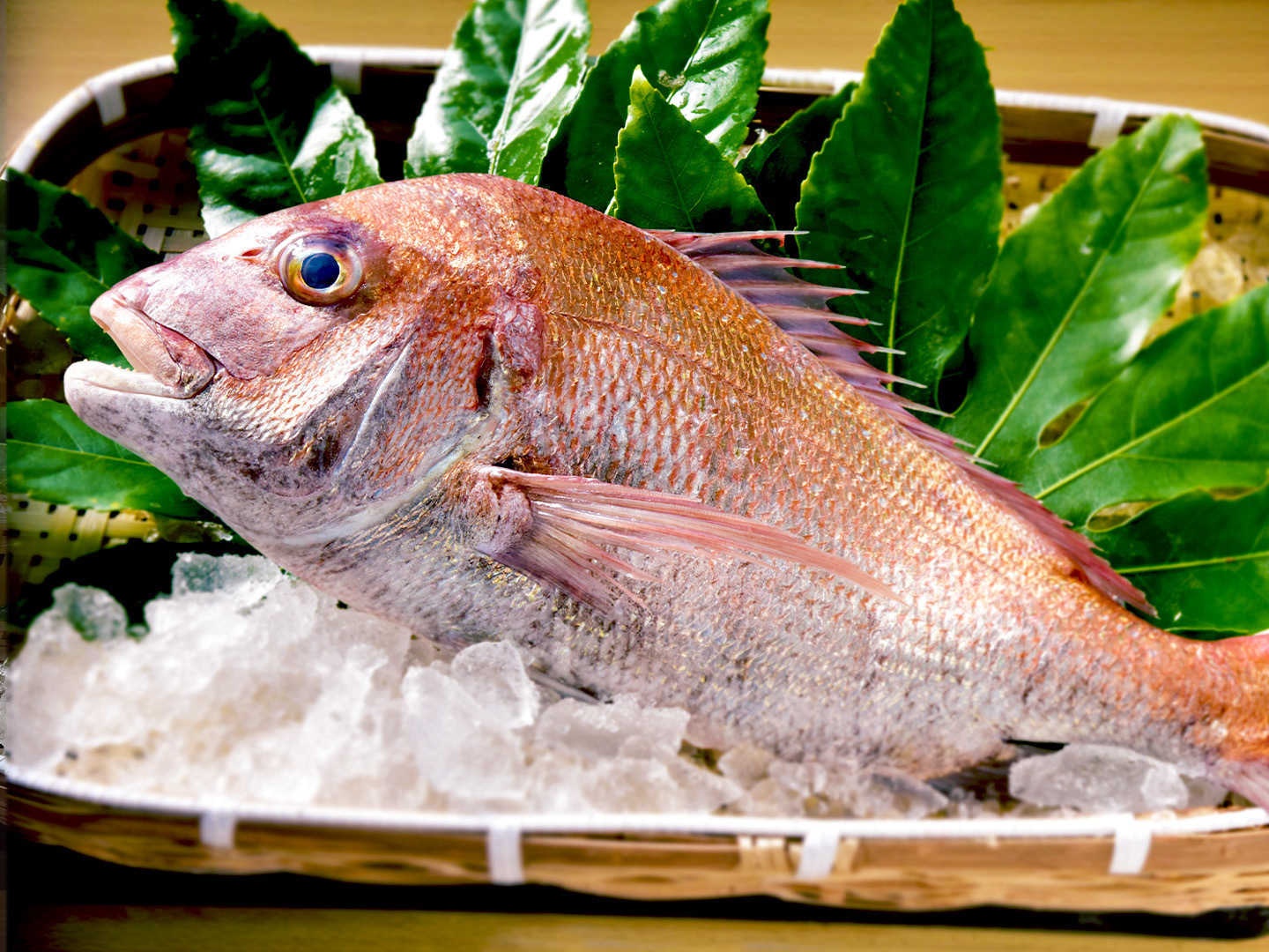 漁師直送！ 新鮮天然真鯛 1.5Kg：山口県産の鯛｜食べチョク｜産地直送