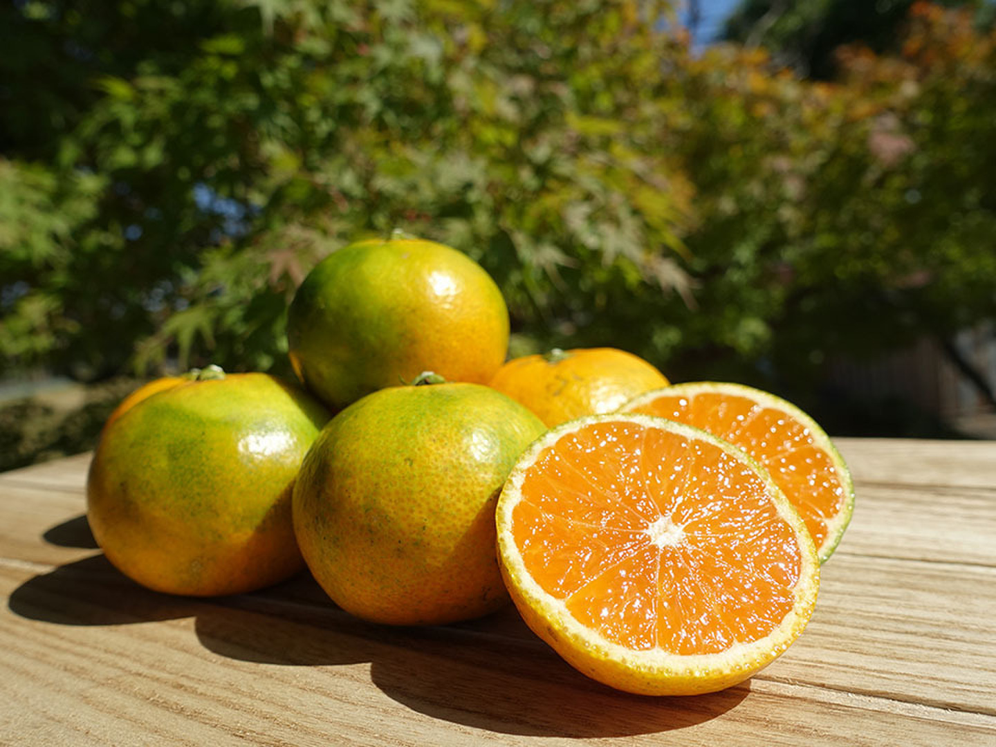 4abdae2b7f0e405a132ca022b90b28