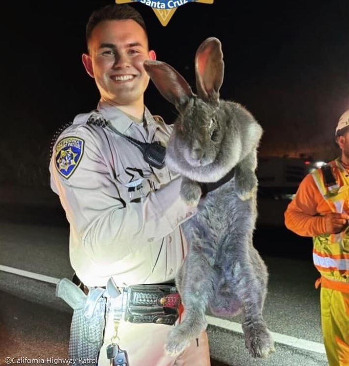 야근하던 사람들이 발견한 '토끼' 크기가 비현실적'자이언트 사이즈'