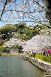 蓮華寺池公園の桜（藤枝市） - お花見2026 - ウォーカープラス