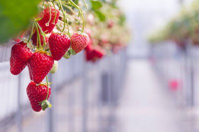 道の駅 草津 ロックベガーデン いちご狩り(草津市) | いちご狩り特集