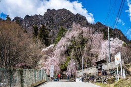 妙義山県立森林公園さくらの里の桜（甘楽郡下仁田町） - お花見2026