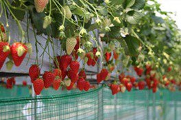 昭和やさい畑いちご園 みない いちご狩り(中巨摩郡昭和町) | いちご