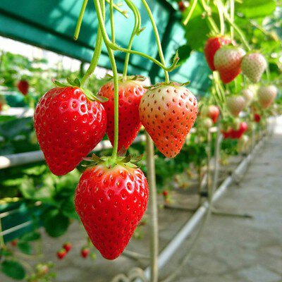 ストロベリーガーデンおぎしま いちご狩り(越谷市)(画像3枚目