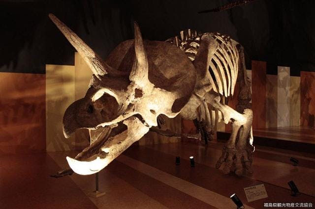 いわき市石炭・化石館ほるる【アソビュー！】