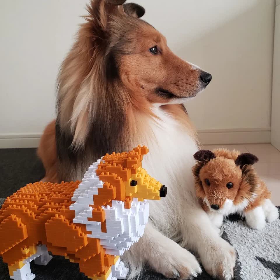 珍島犬 01S / 01C – JEKCA-SHOP