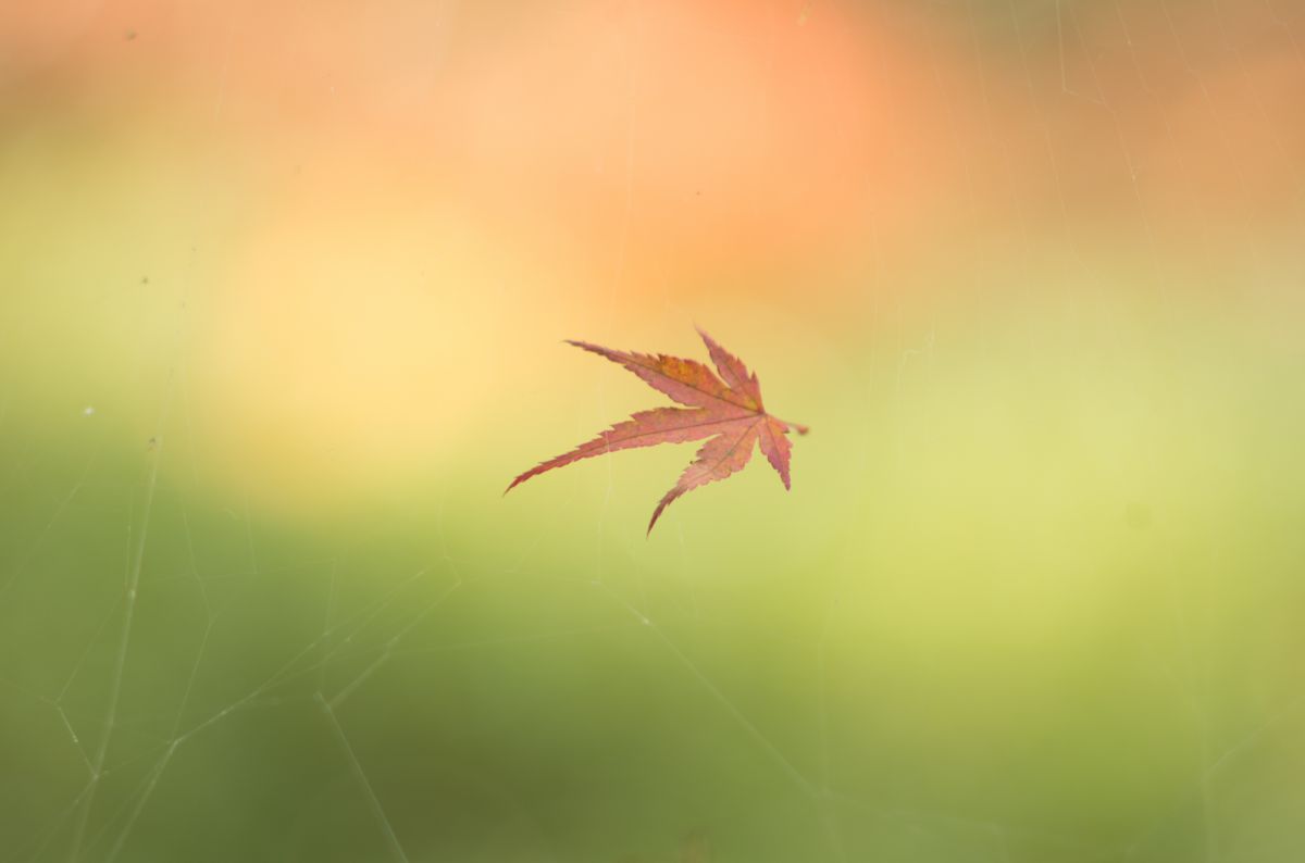 M42星雲への旅 Episode Ⅱ [Super Takumar 135mm f2.5] | GANREF
