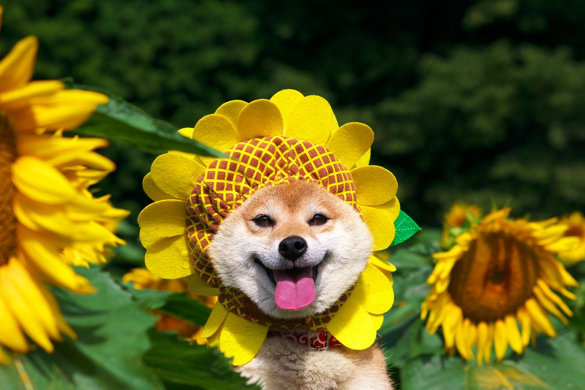 EF28-70mm F2.8L USMで撮影された写真 | 写真検索 | GANREF