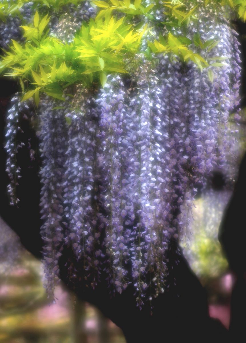 EF135mm F2.8（ソフトフォーカス機構付き）で撮影された写真 | 写真