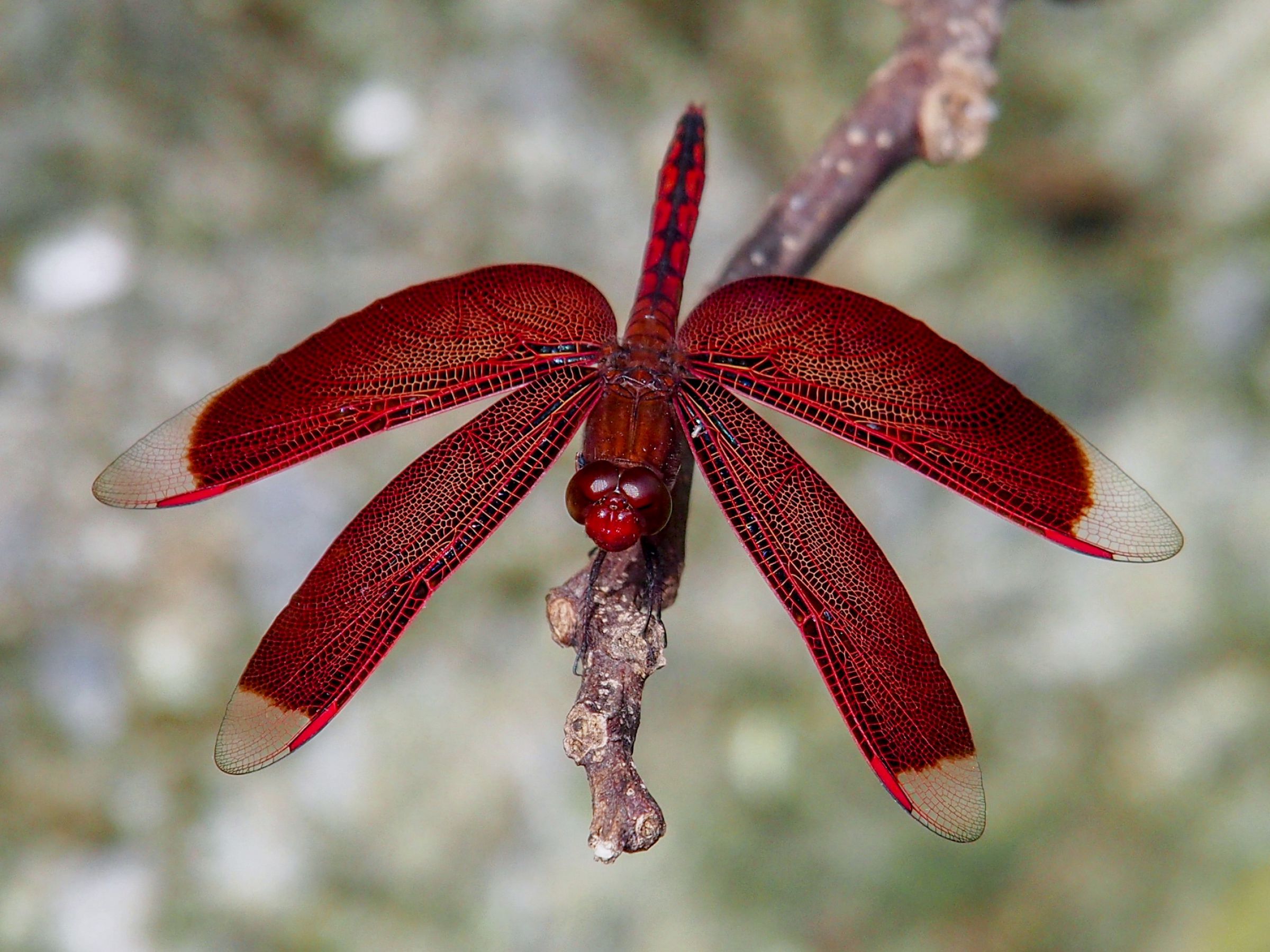 昆虫標本 アカスジベッコウトンボ 昆虫標本 アカスジベッコウトンボ