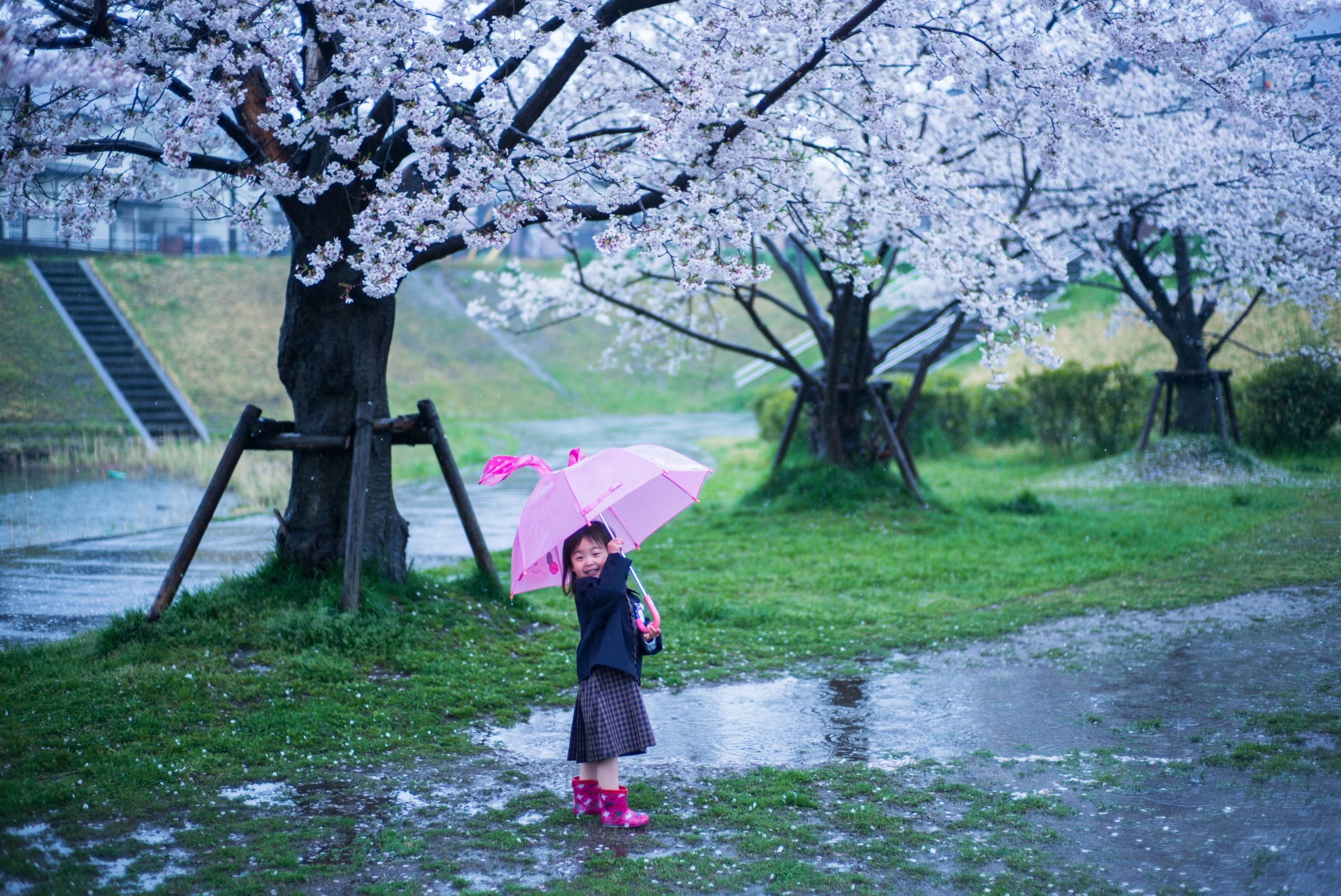 雨桜入園日 | GANREF